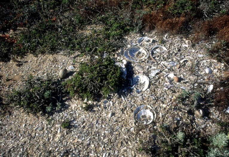 Shell midden