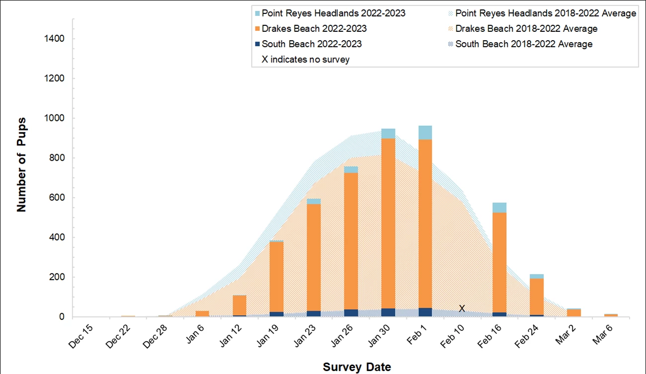 Stacked bar graph of the number of elephant seal pups counted at three colonies in Point Reyes in 2022-2023 by survey date, overlayed on a stacked area graph showing the average number of pups counted at the colonies between 2018 and 2022.
