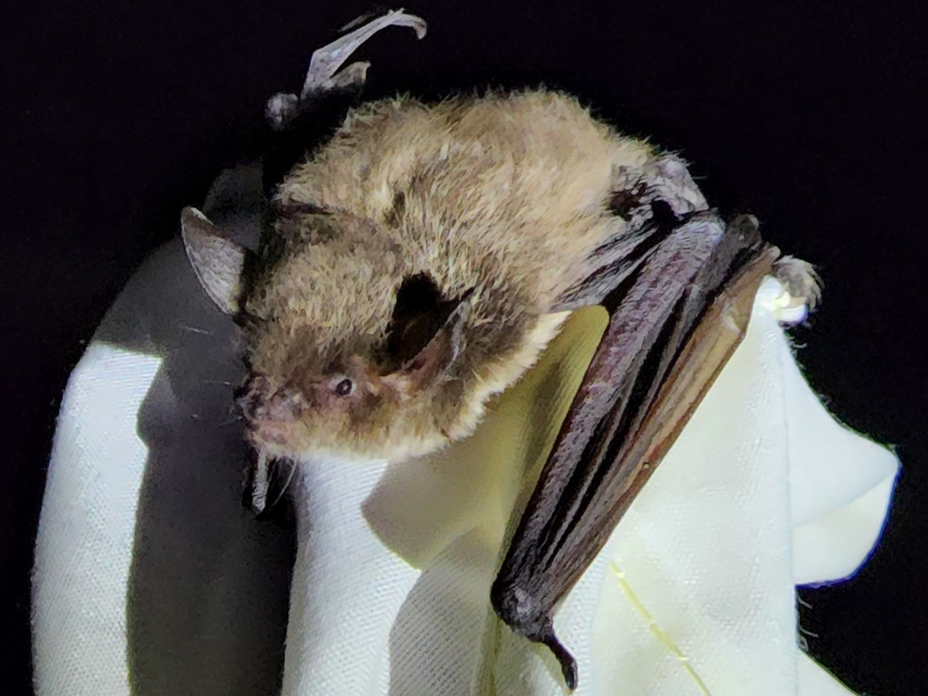 Small brown bat with round ears and small dark eyes
