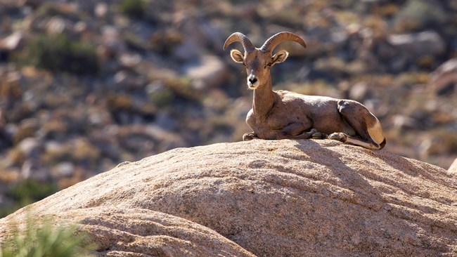 A bighorn sheep at Ryan Mountain, Joshua Tree National Park (NPS / Preston Jordan Jr.)