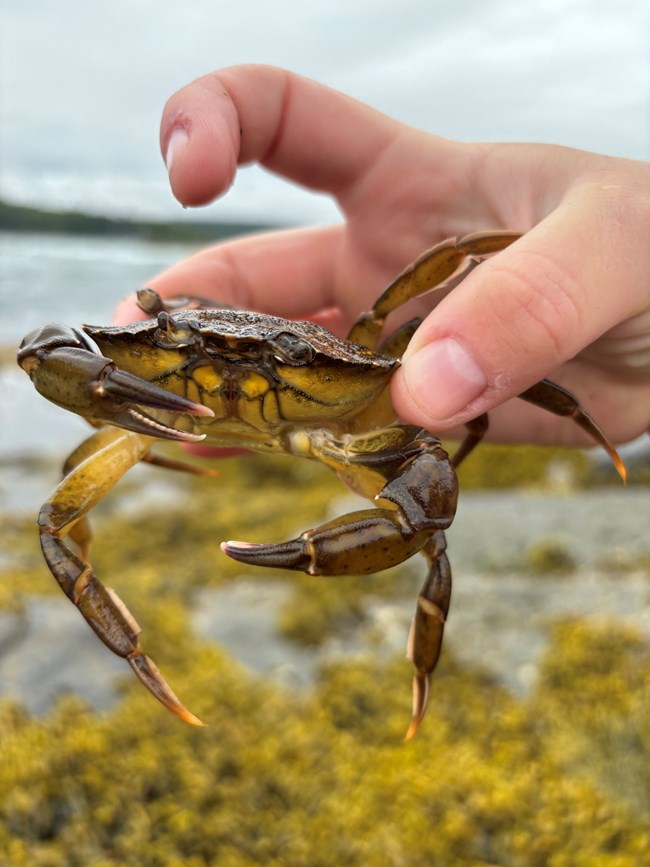 A bare hand holds a live yellowish green crab, with seaweed and water in the background