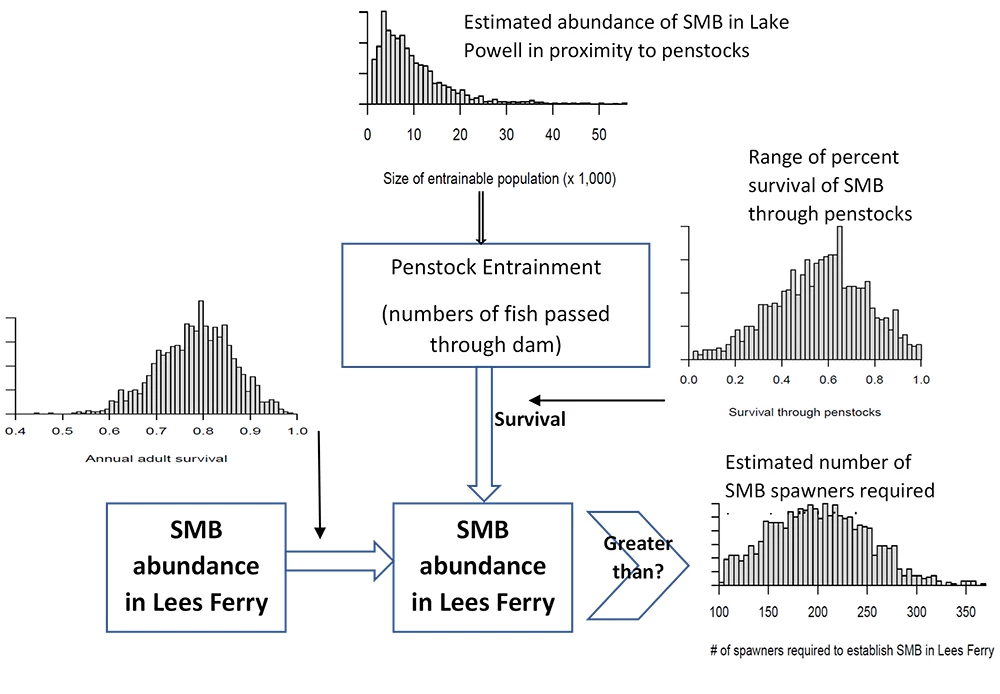 A conceptual model showing how to understand the factors that influence risk of smallmouth bass entrainment.