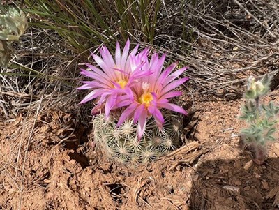 Round cactus in bloom with two large purple flowers
