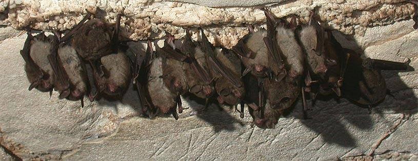 A group of bats hanging upside down in a cave.
