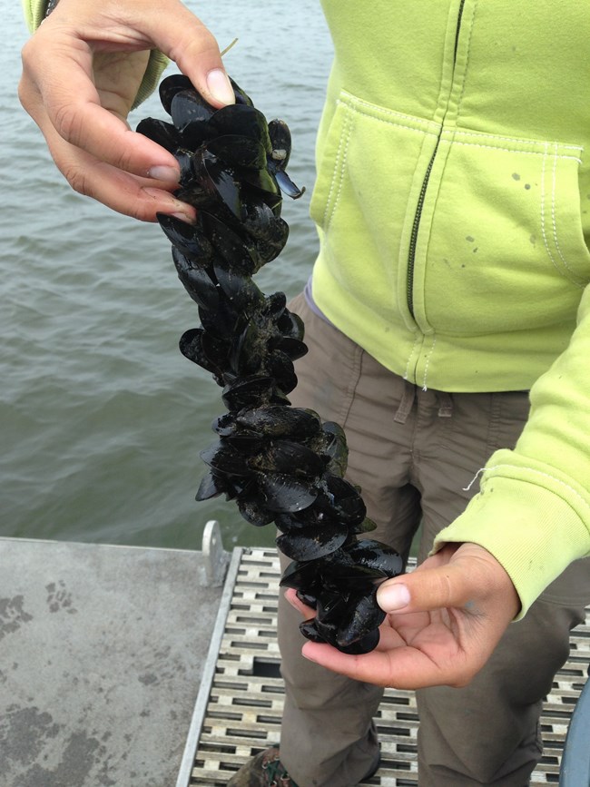 LaFrance holding a string of mussels brought up from the seafloor