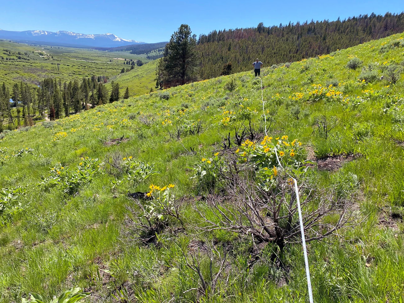 Person at the end of a very long measuring tape stretched across a hillside with burned shrubs among young, diverse, shrubs, grasses, and wildflowers.