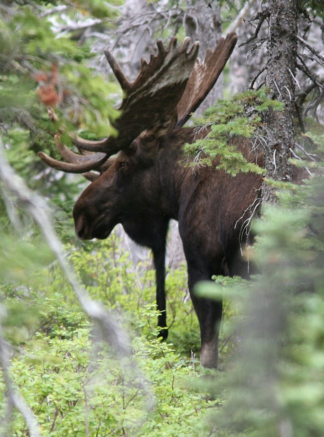A bull moose with large antlers in a dense coniferous forest