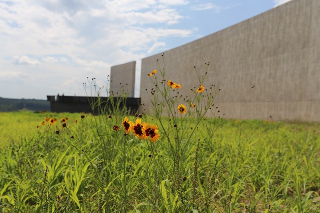 A view from the Allée side of the Visitor Center shows the black Flight Path Overlook and a portion of the wildflower meadows.