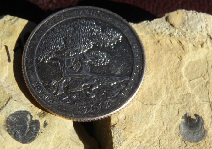 Photo of two small fossils with a quarter for scale.