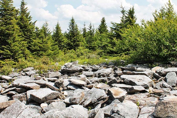 Rocks and trees.