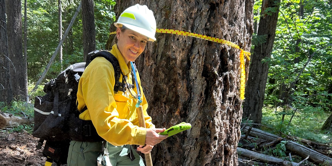 A woman in full wildland fire personal protective equipmtent holds a tablet while standing next to a tree with flagging around it.