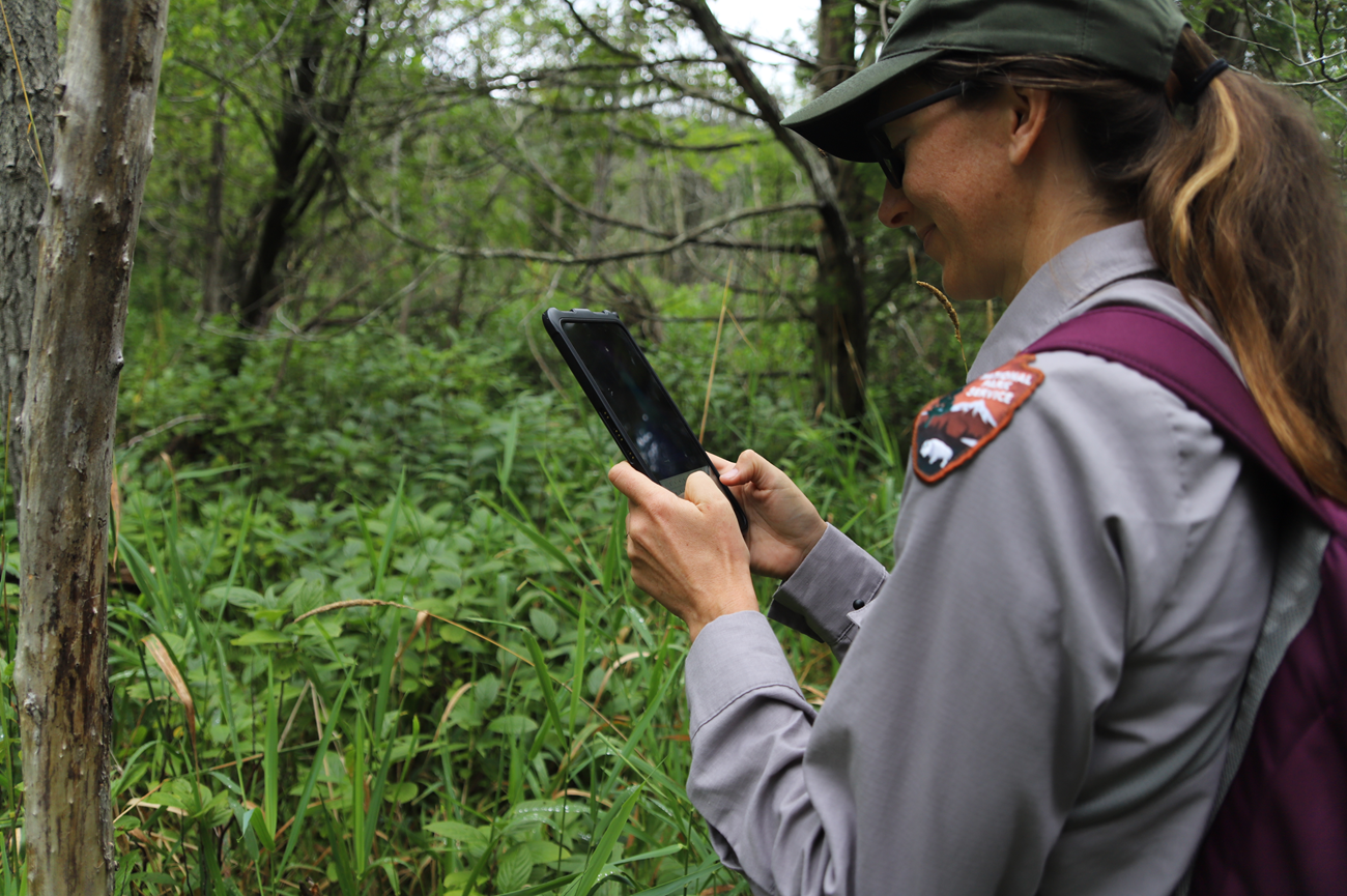 A ranger stands in a lush green forest. She is typing on a tablet she is holding. She is wearing a purple backpack, a green baseball cap, and a gray long-sleeved shirt with the NPS logo on the left shoulder.