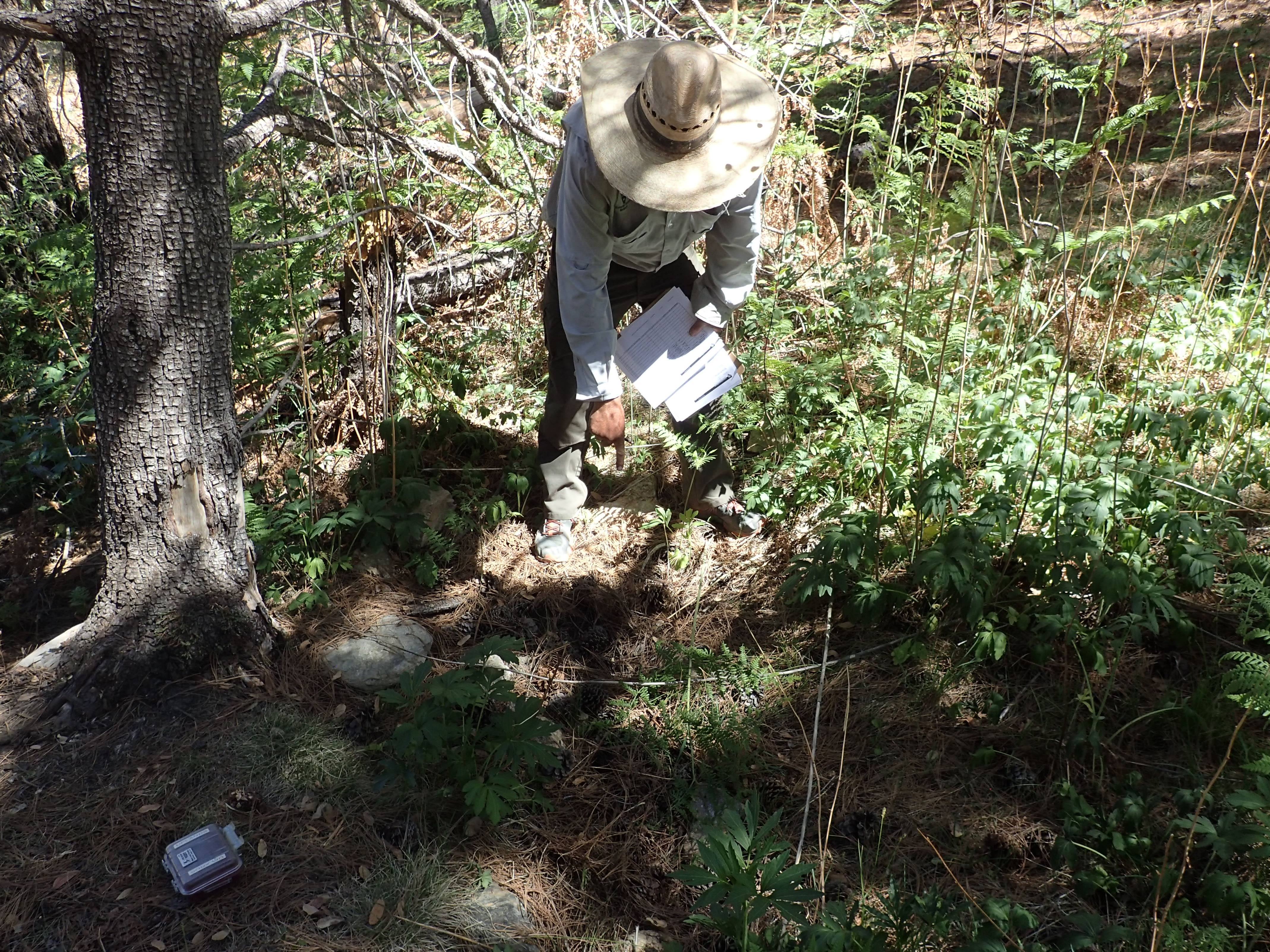 Spud Rock Spring