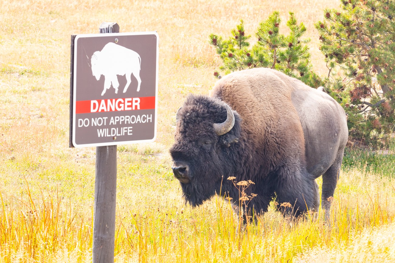 a bison stands next to a sign that has an image of a bison and says "danger do not approach wildlife"