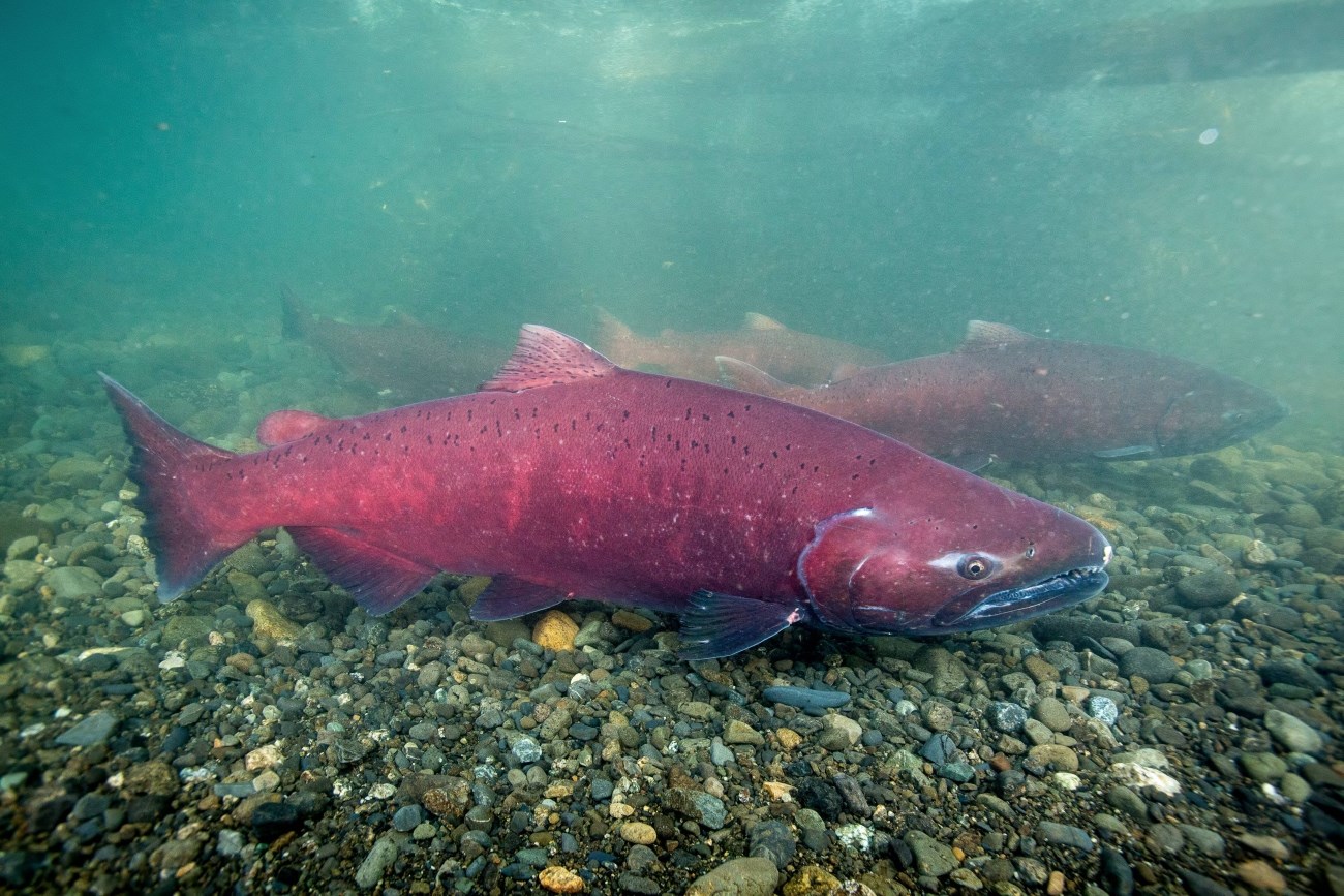 Large red Chinook salmon swimming underwater