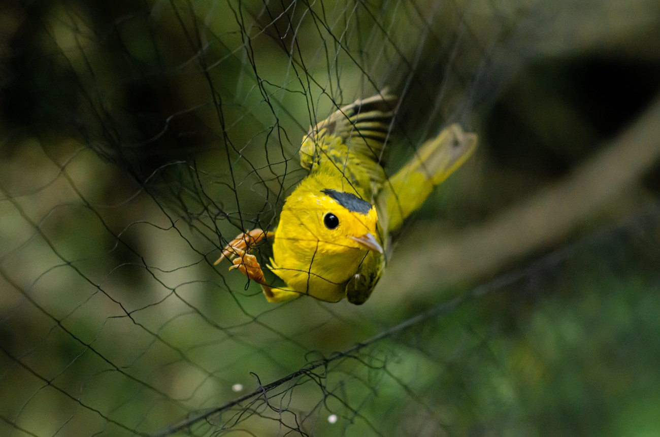 A yellow bird with a small patch of black feathers on its head, suspended in a nearly invisible net.