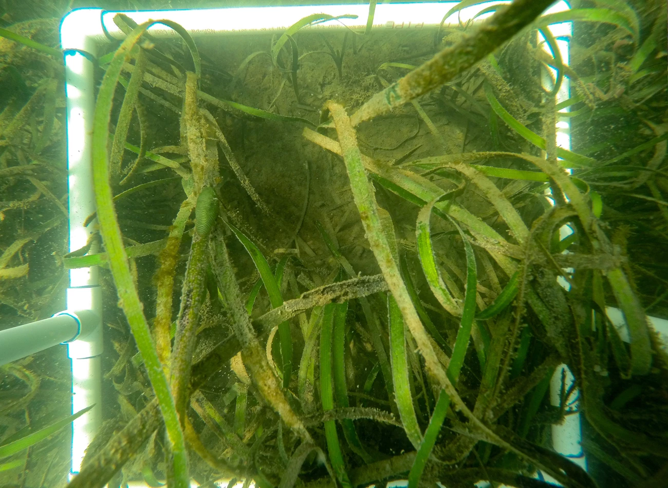 The same plot in August 2022, thick with eelgrass