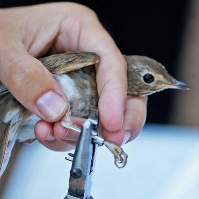 A brown and gray bird is held in a human hand. A pair of pliers attaches a band to its leg.