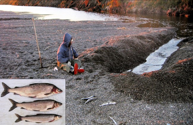 An Iñupiat fisher kneels by a channel dug into the beach gravel at a river mouth, with a whitefish on the beach