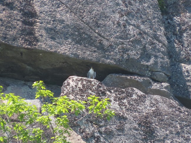 Falcon perched on the ledge of a sheer cliff