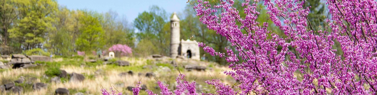 Pink blooming redbud tree with a monument in the background.