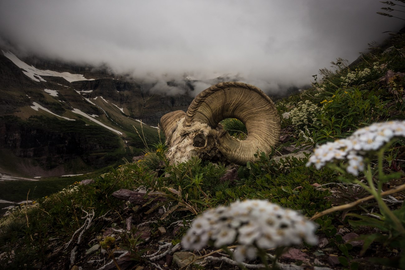 a bighorn sheep skull sits among wildflowers on a misty mountainside