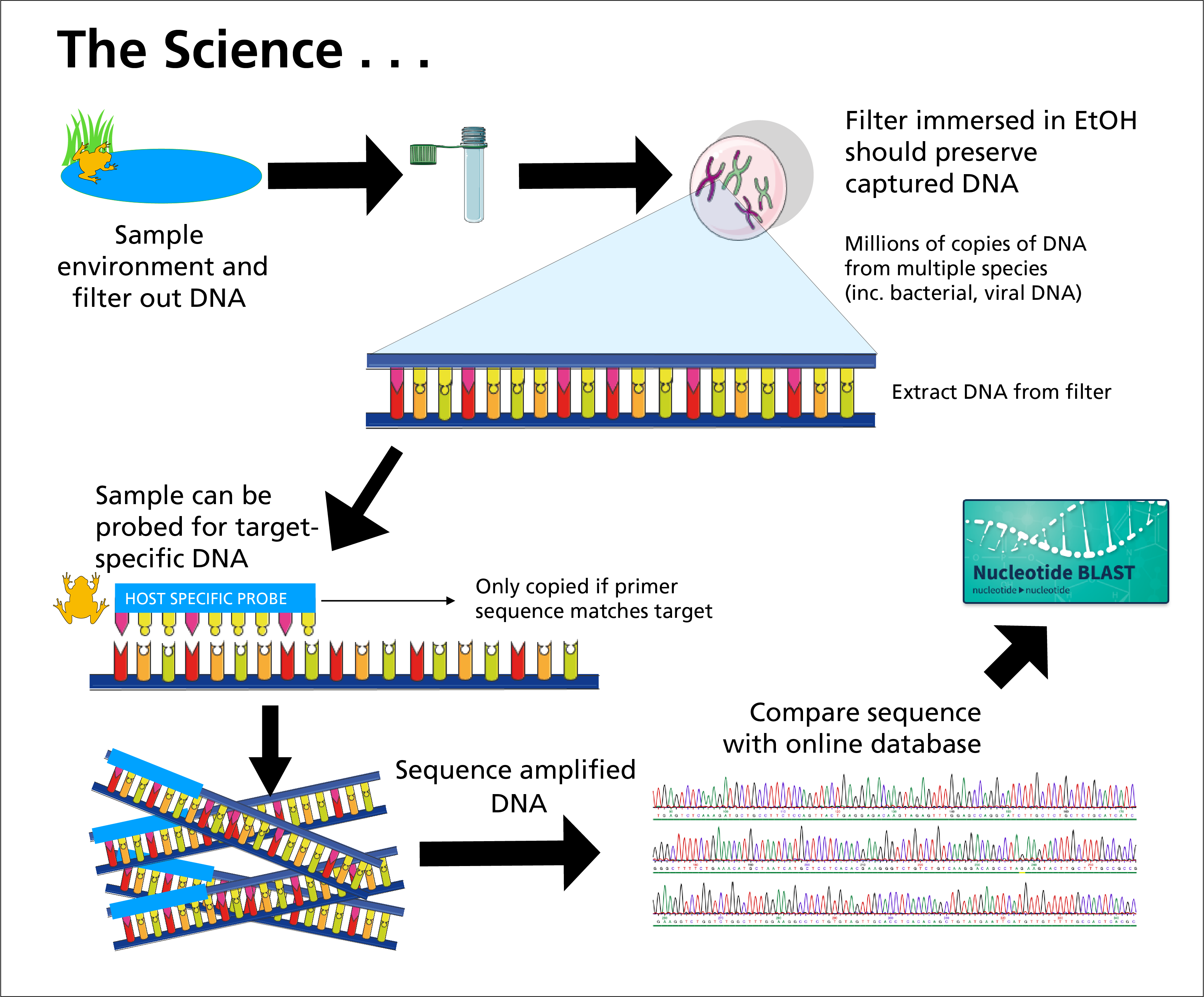 Flow chart of the eDNA process from sampling to sequencing as described in this article.