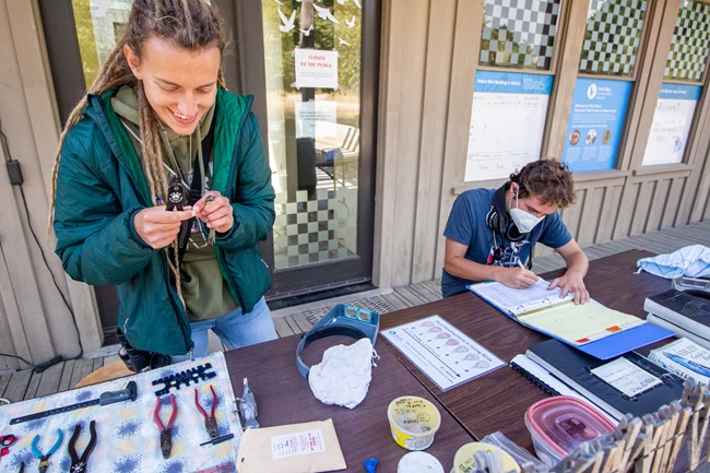 People at a long table covered in bird measurement, banding, and data collection tools. One has a bird in their hand along with a tool to attach a leg band. The other is writing on a paper data sheet.
