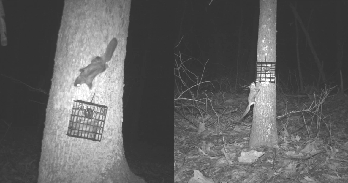 Two black and white pictures showing a squirrel on the front of a tree trunk above a bait cage on the left, and the squirrel on the side of the same tree trunk on the right.