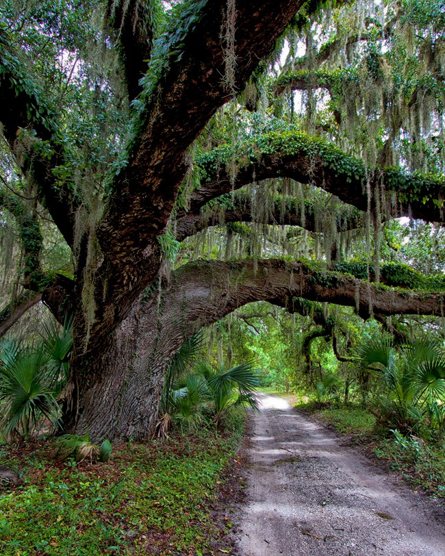 A dirt road passing beneath a large live oak