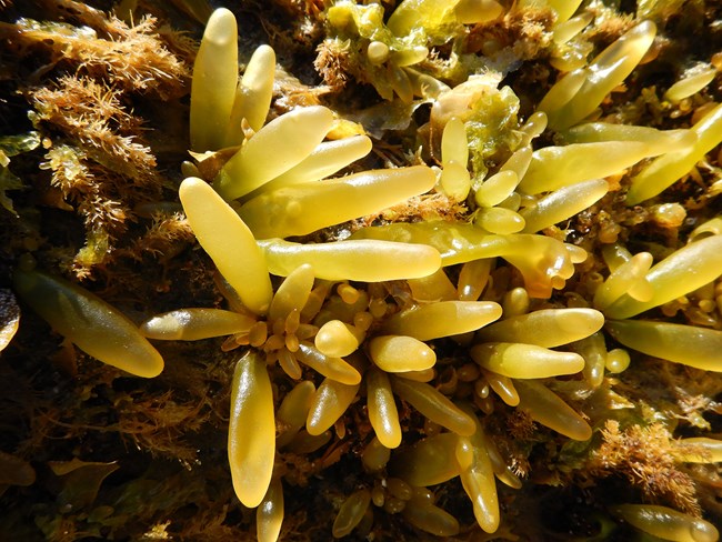 Yellowish-green seaweed spikes adhered to an intertidal rock.
