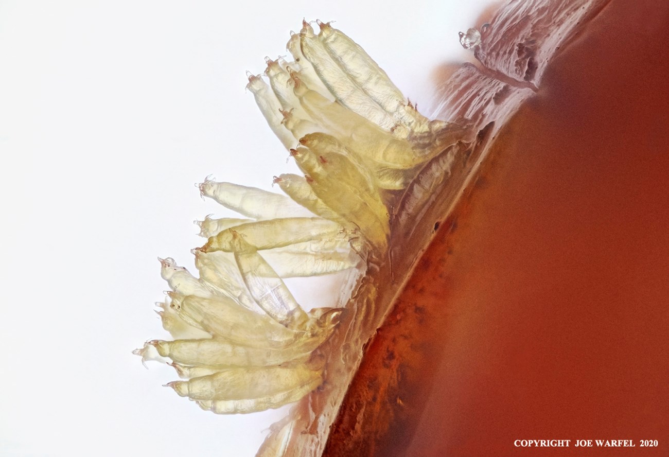 zoomed in photo of beetle-hangers, yellow fungi