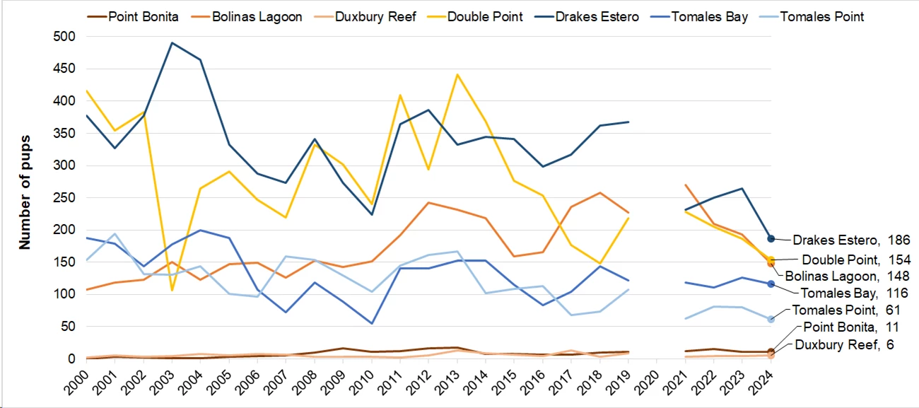 Line graph of harbor seal pup counts at 7 sites. Pt. Bonita and Duxbury Reef have the lowest, most consistent counts. Drakes Estero, Double Point, and Bolinas Lagoon have the highest, but 2024 counts for Double Point and Drakes are lower than usual.
