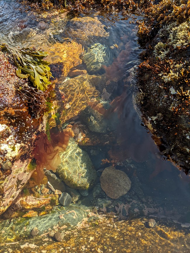 Clear water swirling among rocks covered with red, green, brown, and tan seaweed, algae, and shells.