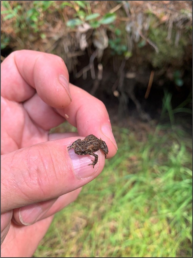 A person's left hand is shown holding a tiny toad between their thumb and middle finger. The toad is smaller than the person's thumbnail.