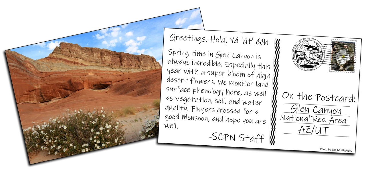 The front and back of a postcard. Front of postcard has an image of a red sandstone cliff wall with several white flowers growing out of the sand at the base of the cliff. Back of postcard has the following message: "Greetings, Hola, Ya'at'eeh. Spring tim