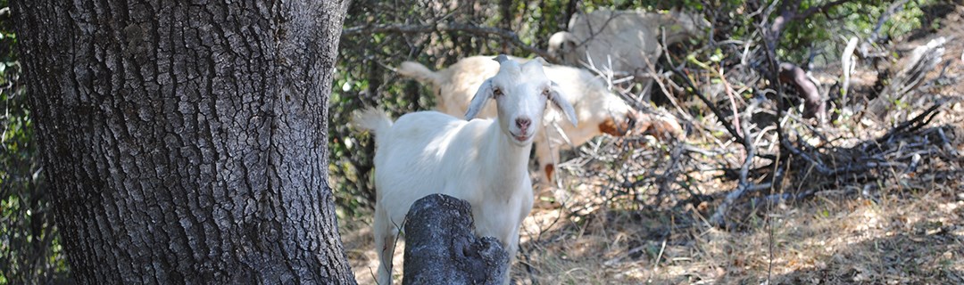 White goats browse in a brushy, wooded, area.