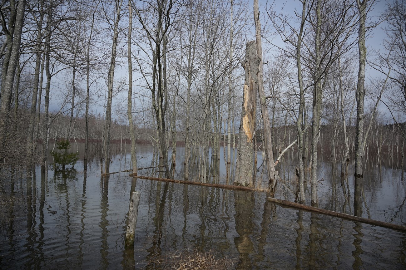 A birch forest standing in floodwater