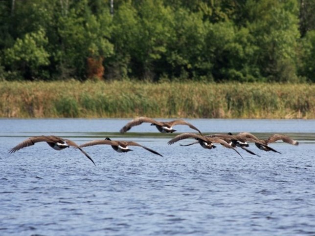 Photograph of geese flying over a lake.