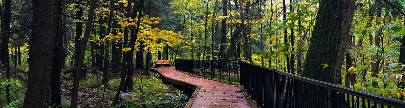 A boardwalk trail through the woods.