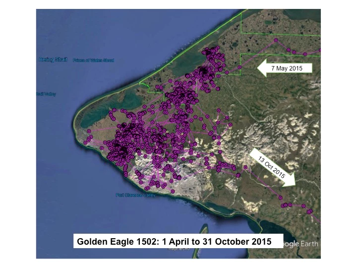 Map of Golden Eagle 1502 locations on the Seward Peninsula from 1 April to 31 October 2015. One arrow labeled 7 May 2015 indicates the eagle’s arrival to the general area. Another arrow labeled 13 October 2015 indicates the eagle’s departure from the gen
