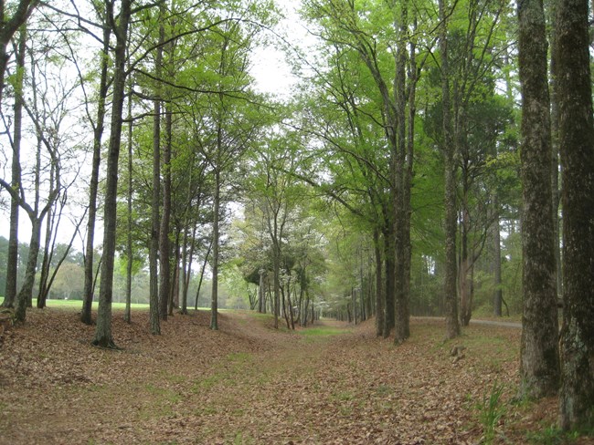 A sunken road through the forest