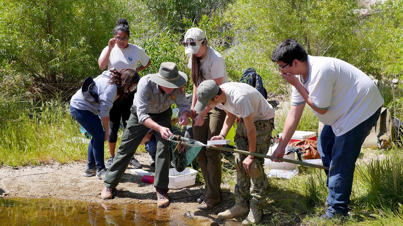 a group of teenaged citizen scientists gather around a man in a National Park Service uniform to see what one of them have caught in a net. They stand on a sandy shore next to water. Green trees and shrubs are behind them.