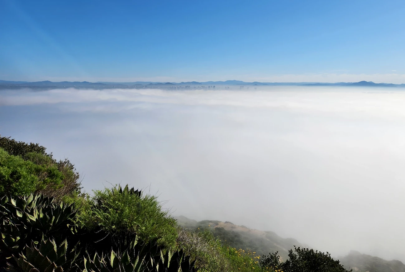 Fog covers the bay and most of the city. In the foreground there are a few Shaw's Agave and other coastal sage scrub plant species. In the distance background, mountains can be seen.