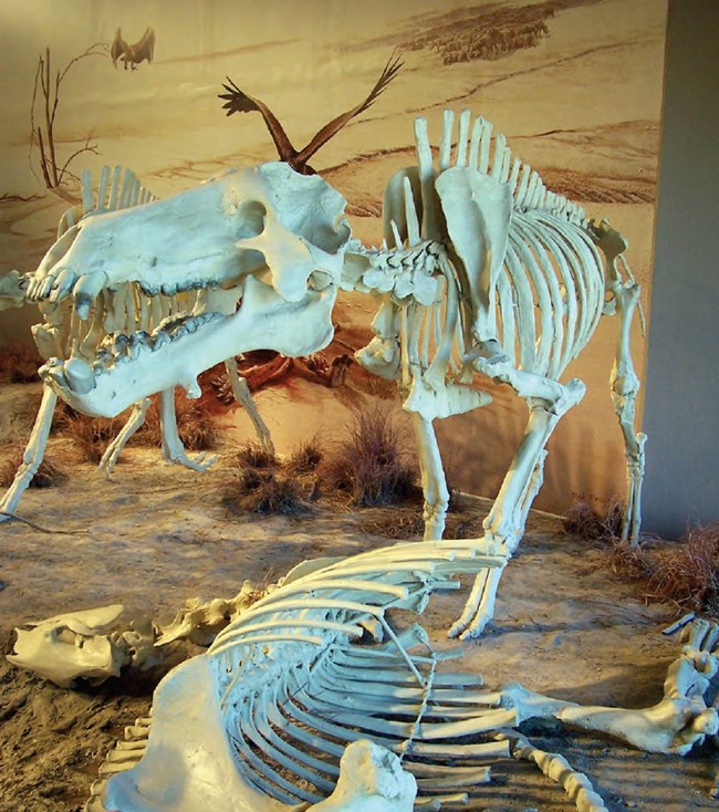 Fossil diorama: a large pig-like entelodont stands over a clawed, horse-like chalicothere