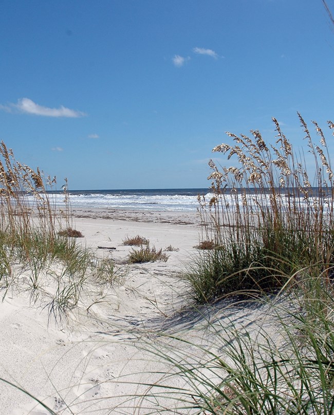 Sand dunes and a wide beach