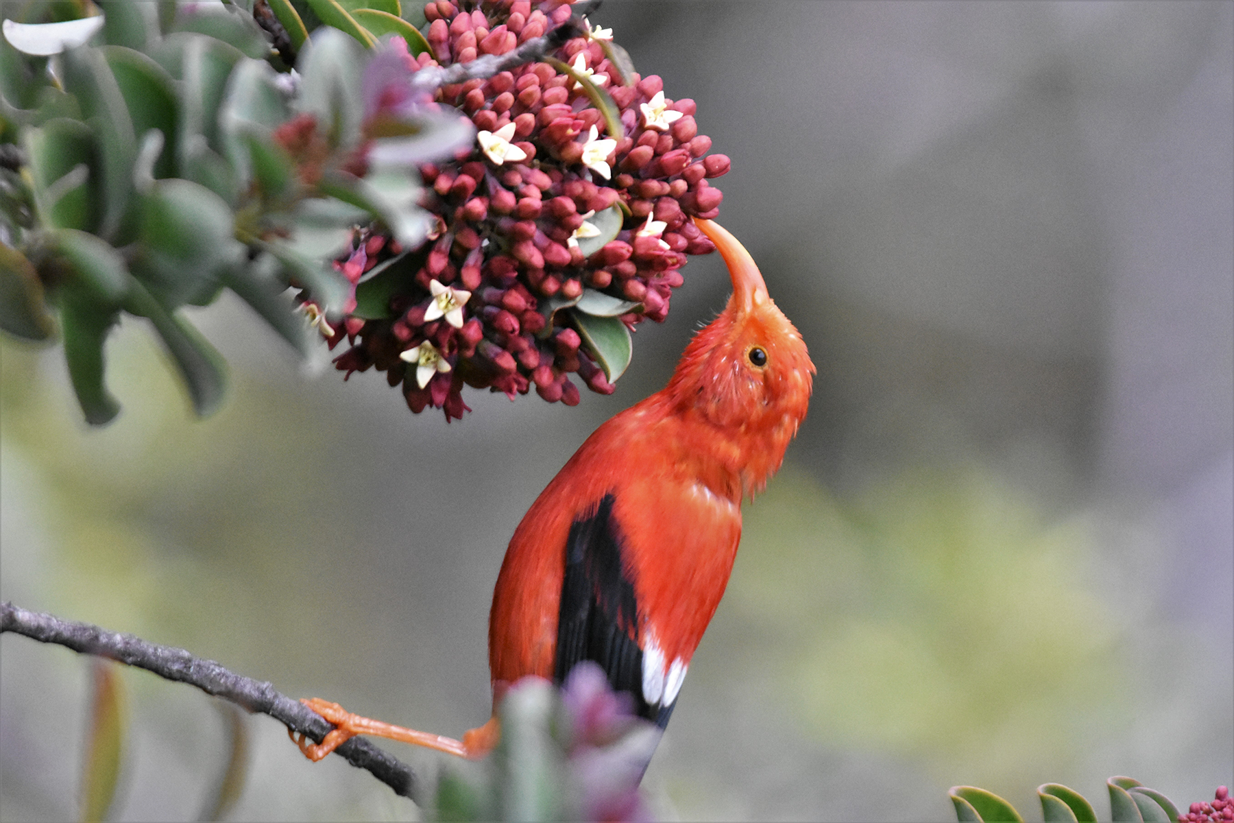 A vermillion bird with a curved orange beak pecks at a plant with clustered red buds and small cream-colored flowers.