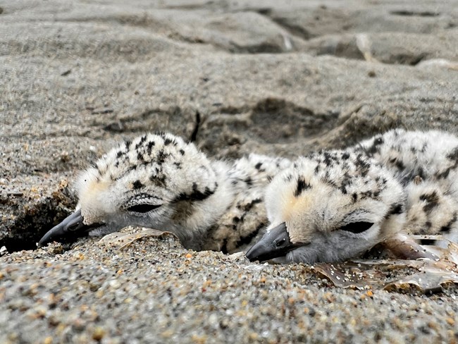 Two western snowy plover hatchlings lie on the sand. They have black beaks, a greyish-tan coloration, and many dark spots on their heads and bodies.
