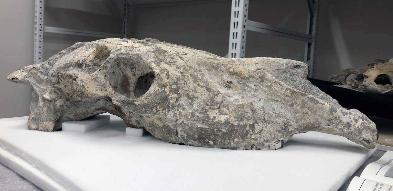 White, pitted bones of horse skull sits on foam mat