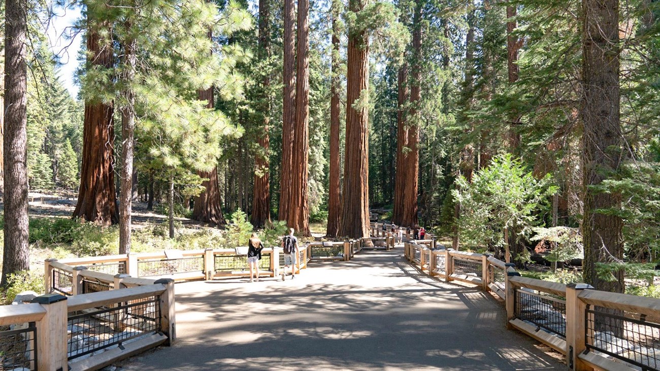 Wide paved path through forest. Path has wooden guardrails on either side.